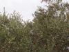 3-zapovednik_neot_kedumim-12.jpg